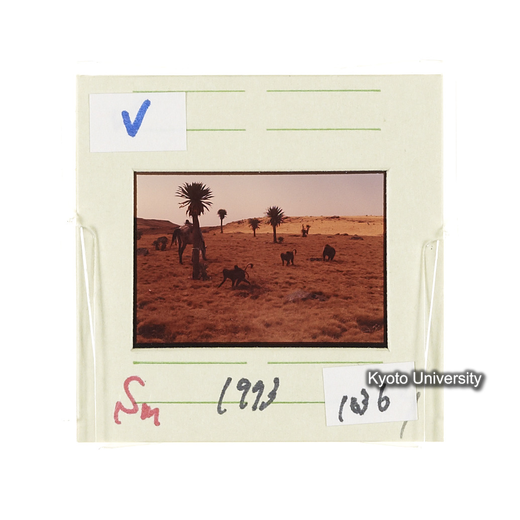 Sm　1973　1036 (2)