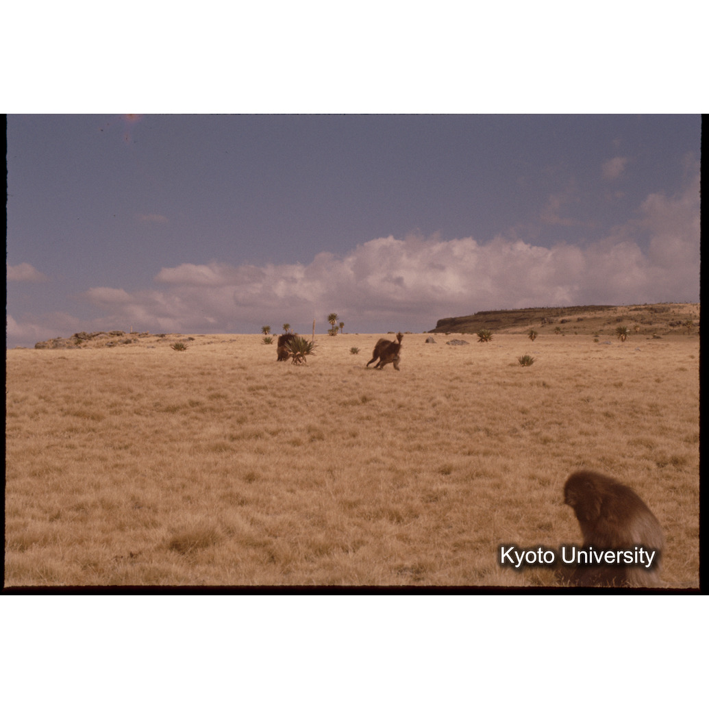 Sm　1973　1043 (1)