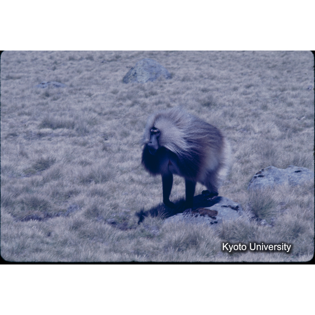 Sm　1973　1174 (1)