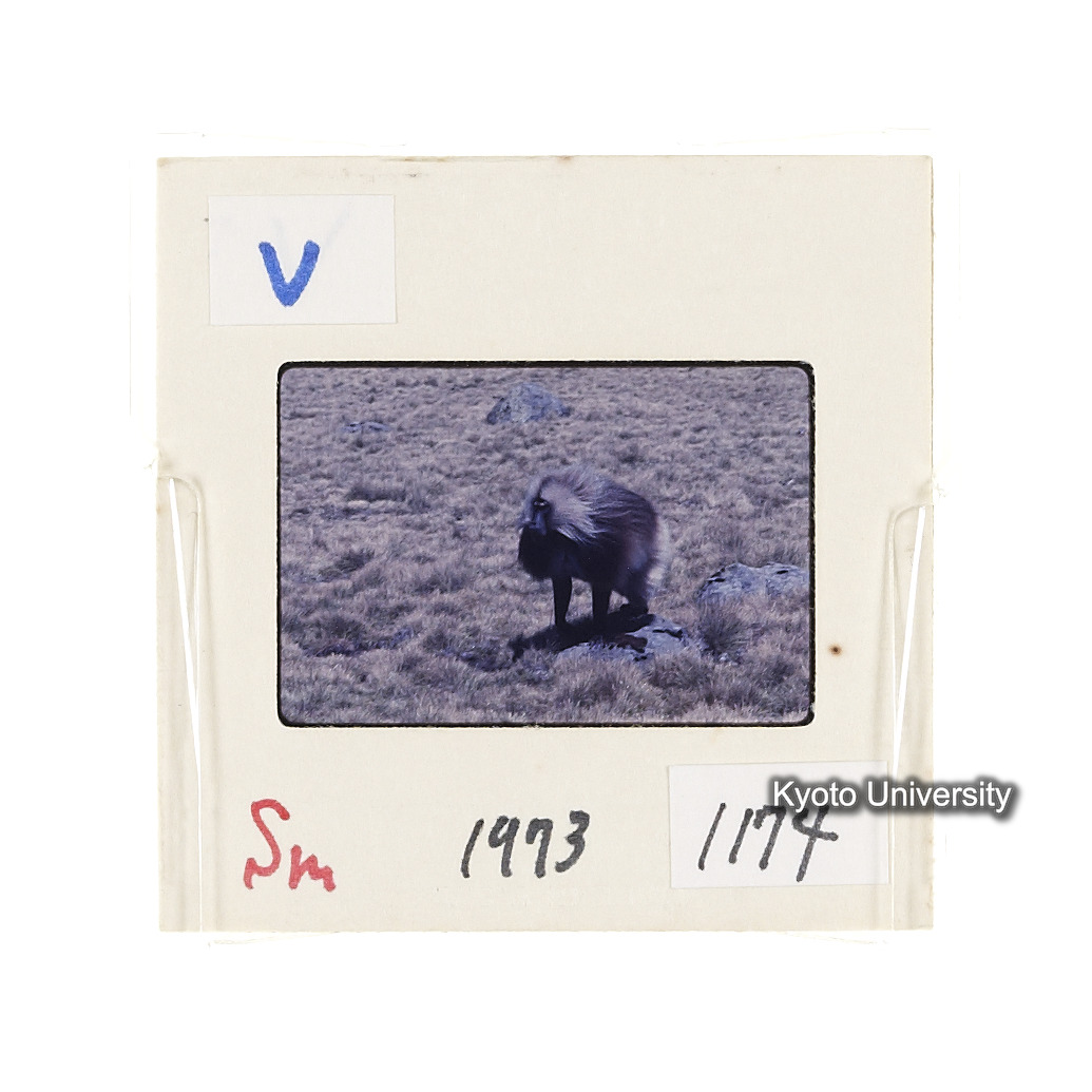 Sm　1973　1174 (2)