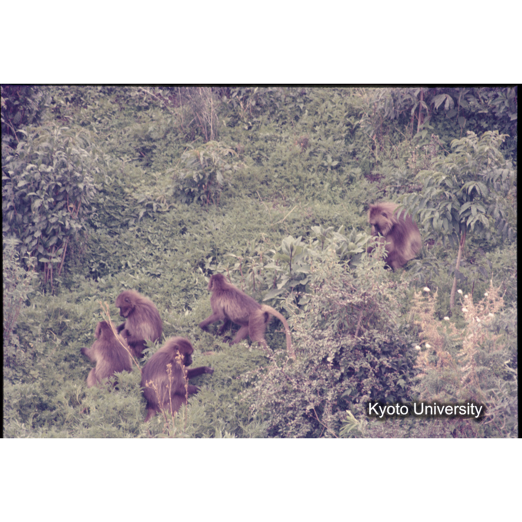 Sm　1973　1190 (1)