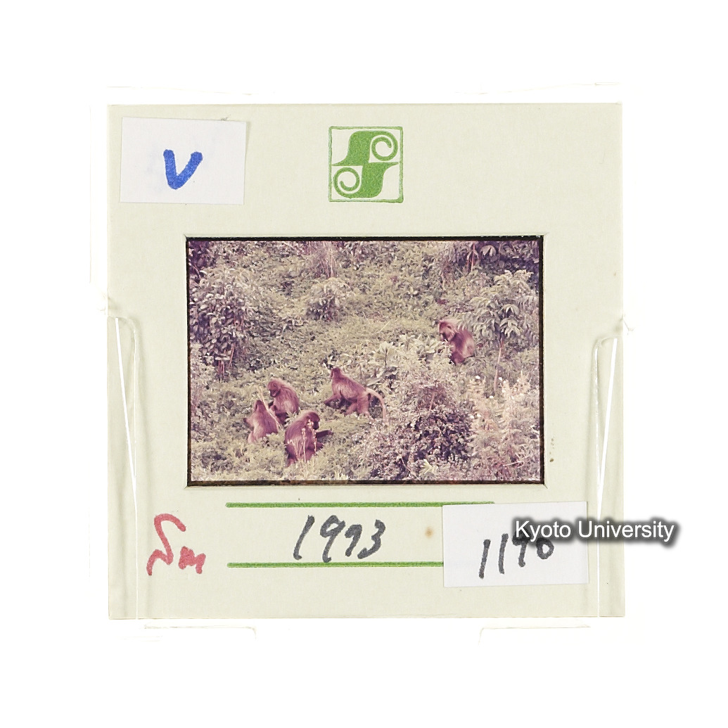 Sm　1973　1190 (2)