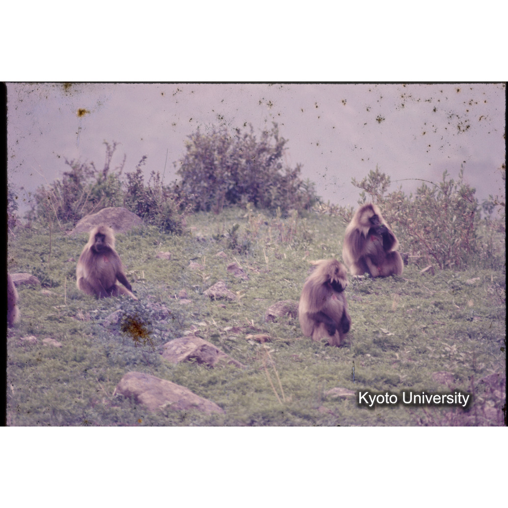 Sm　1973　1191 (1)