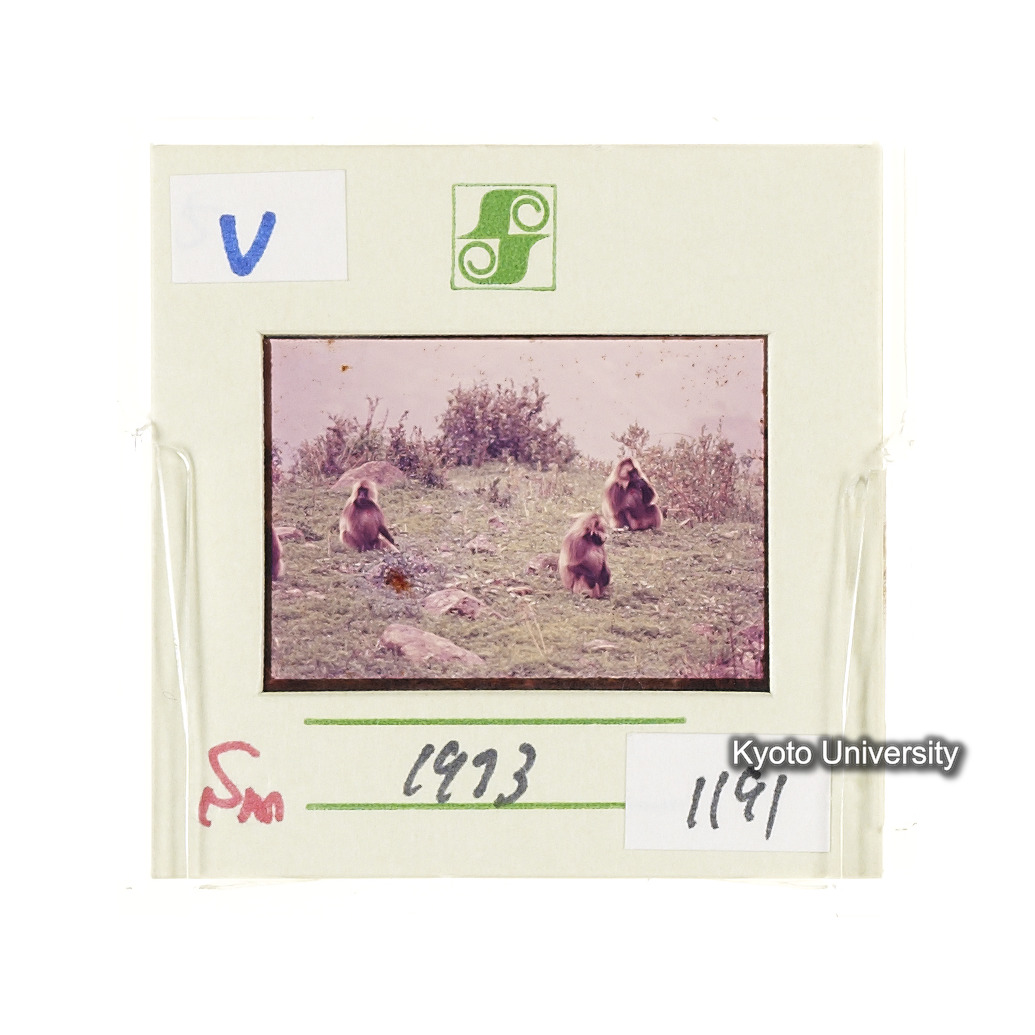 Sm　1973　1191 (2)