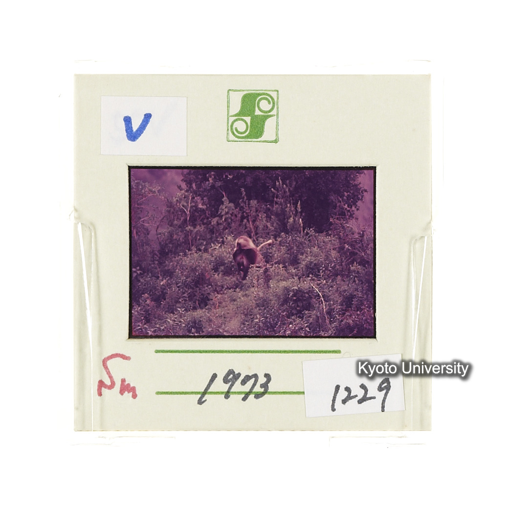 Sm　1973　1229 (2)