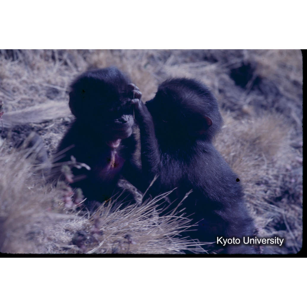 Sm　1973　1240 (1)