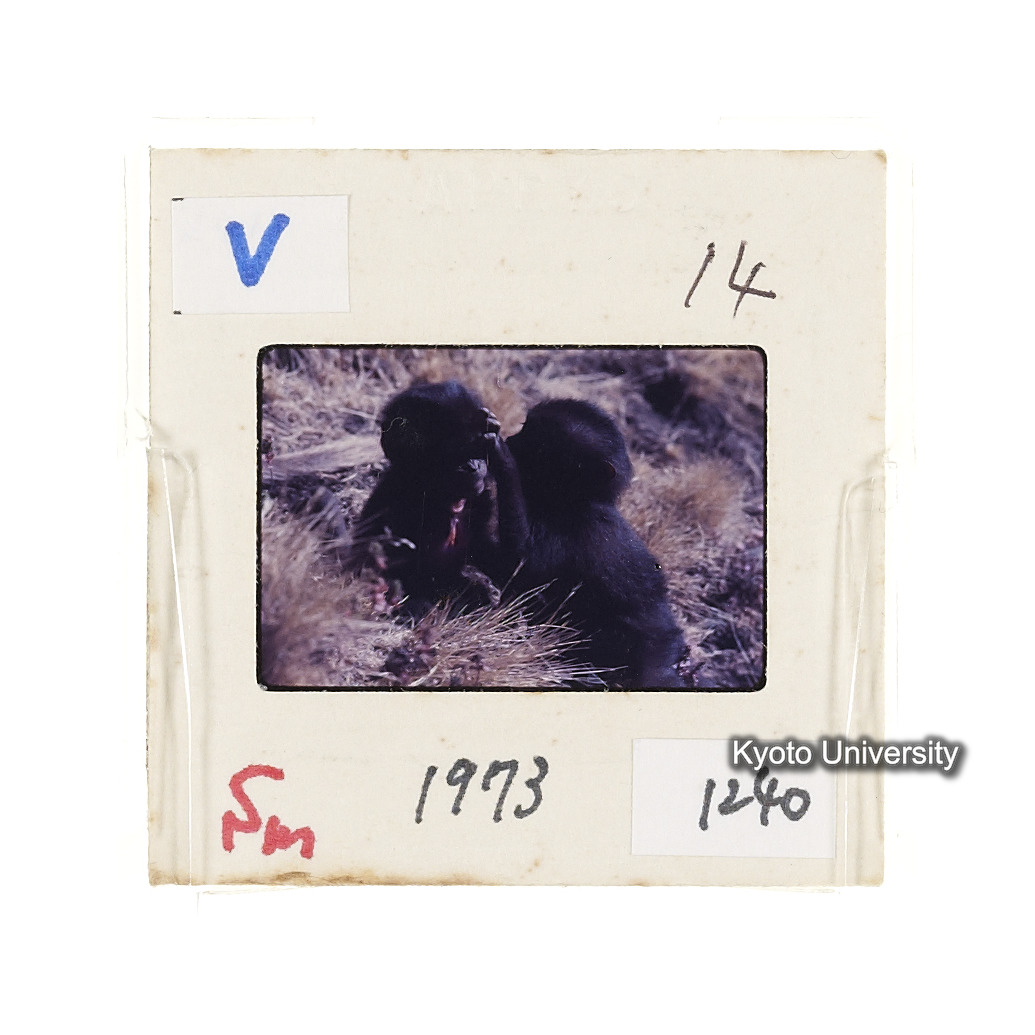 Sm　1973　1240 (2)