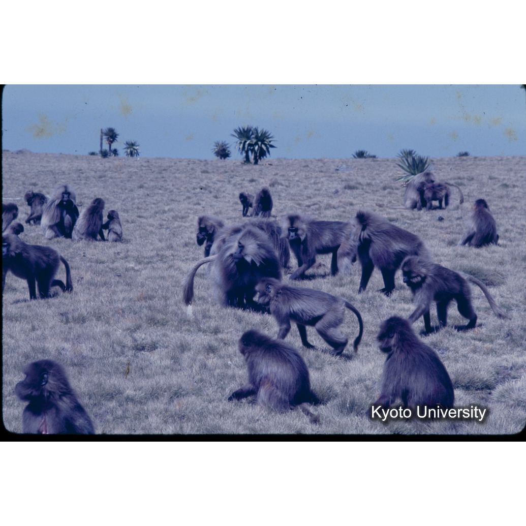 Sm　1973　1244 (1)