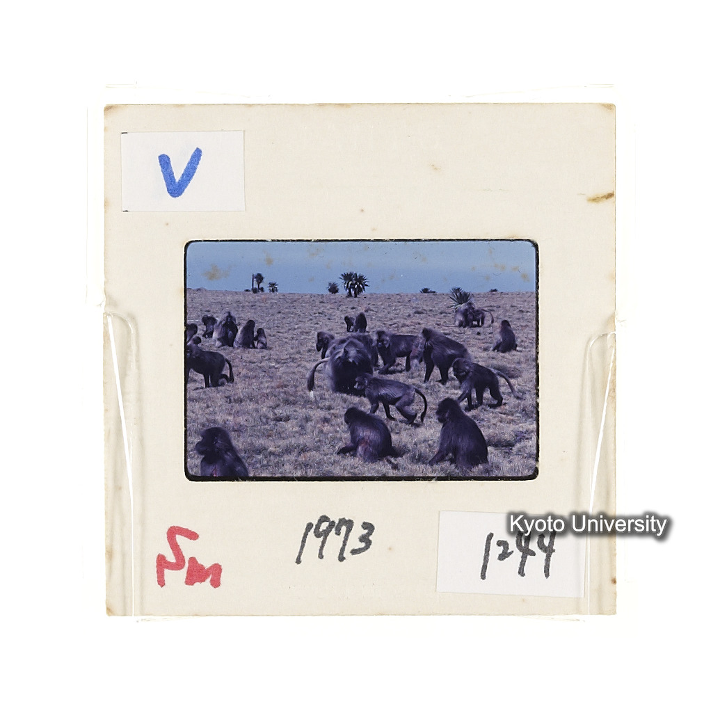 Sm　1973　1244 (2)