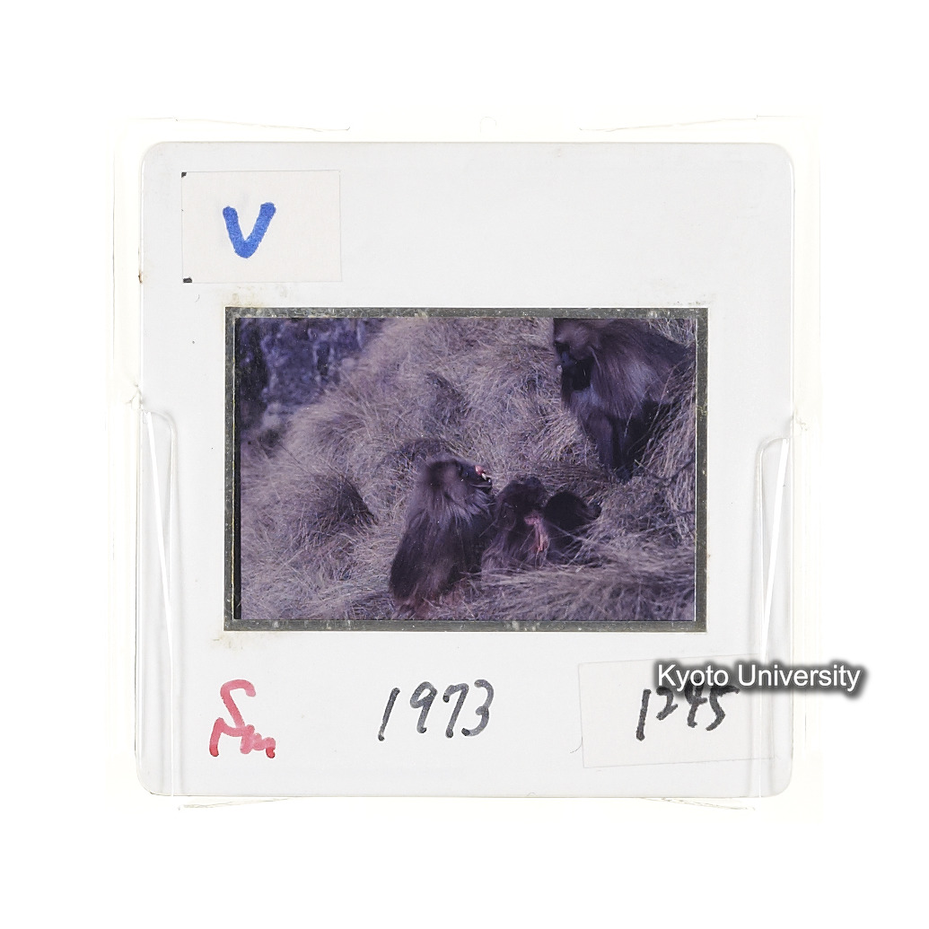 Sm　1973　1245 (2)