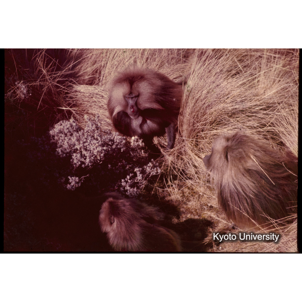 Sm　1973　1272 (1)