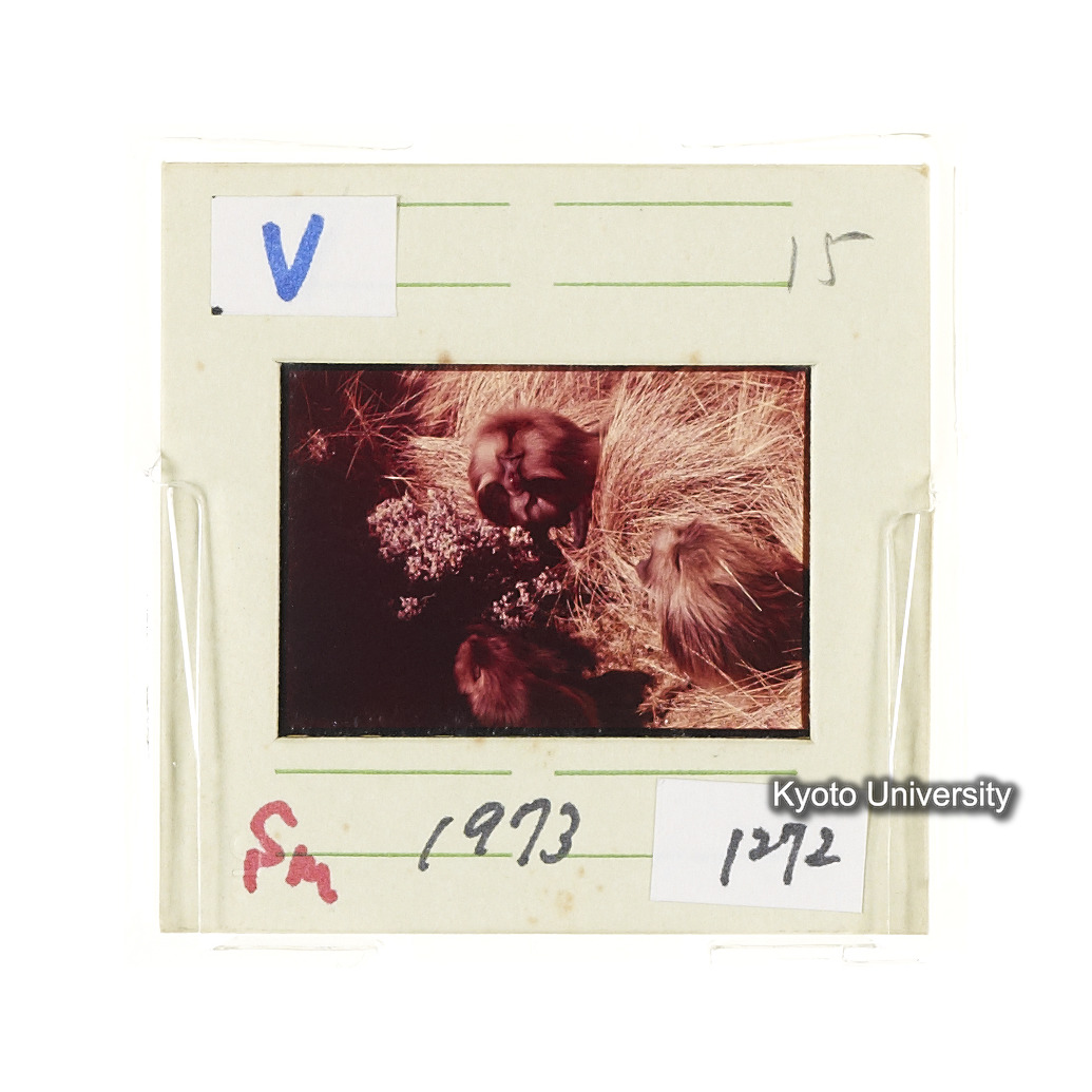 Sm　1973　1272 (2)