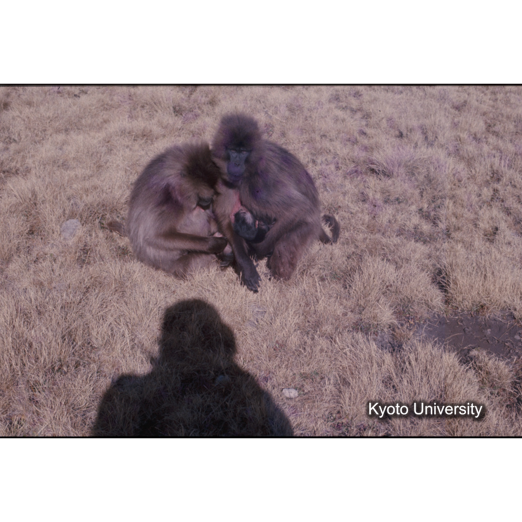 Sm　1973　1273 (1)