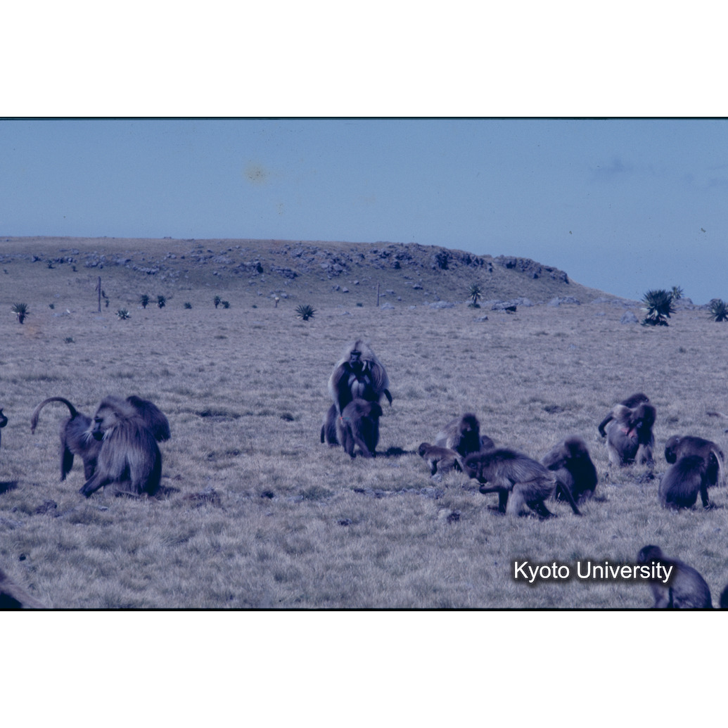 Sm　1973　1277 (1)