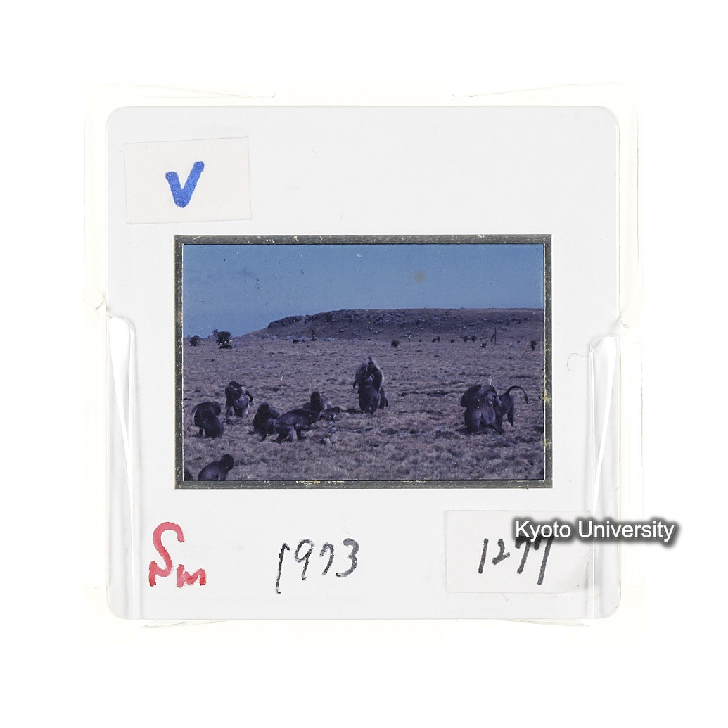 Sm　1973　1277 (2)