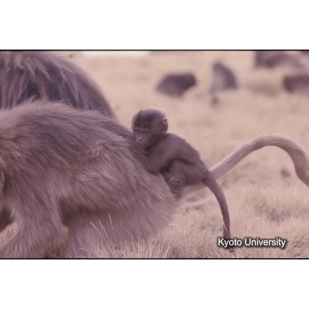 Sm　1973　1279 (1)