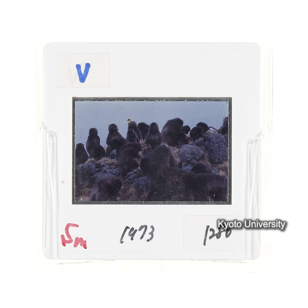 Sm　1973　1280 (2)