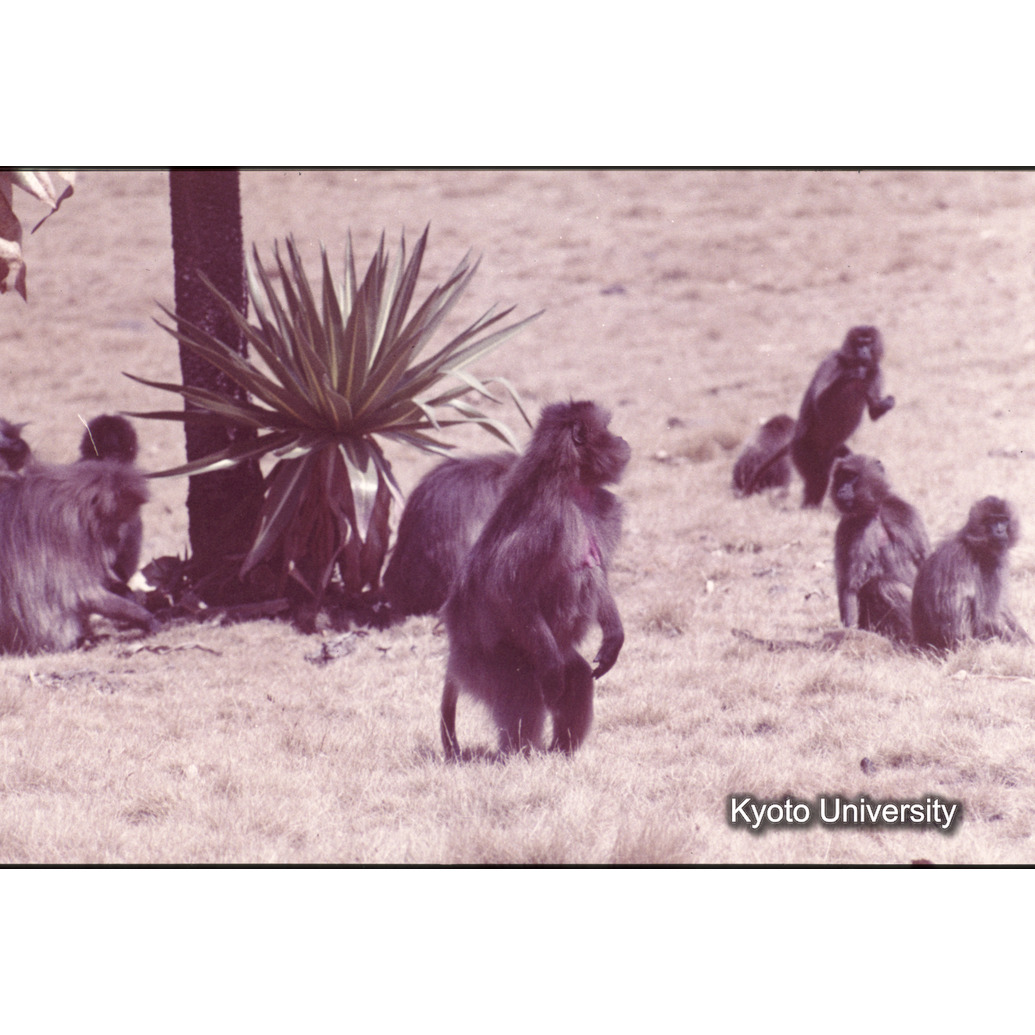 Sm　1973　1282 (1)