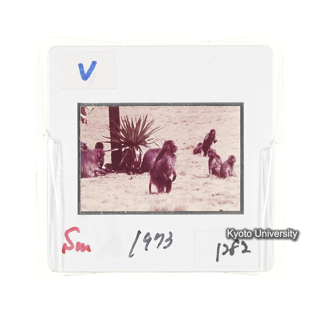 Sm　1973　1282 (2)