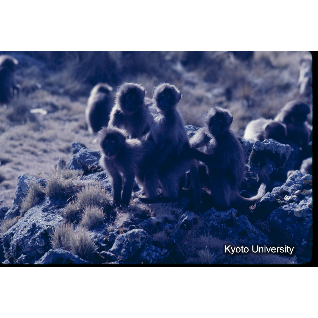 Sm　1973　1285 (1)