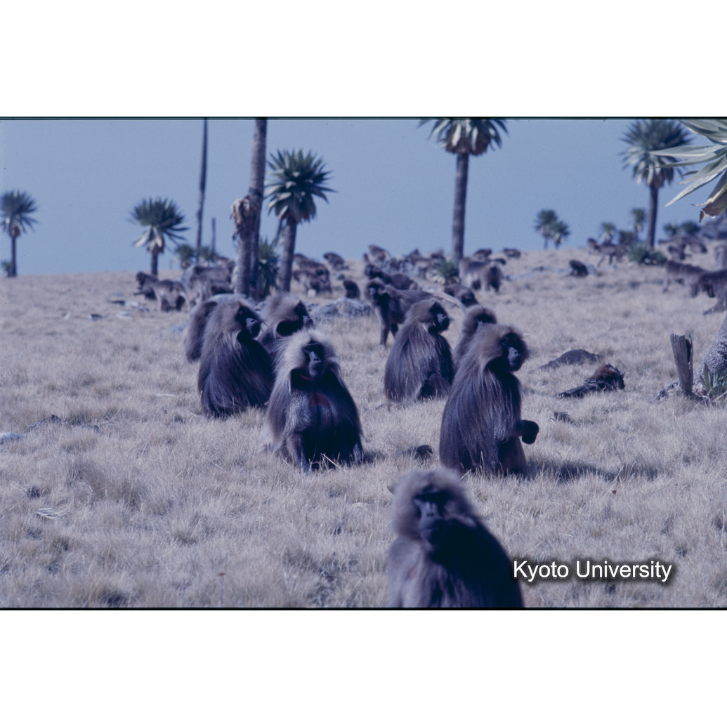 Sm　1973　1287 (1)