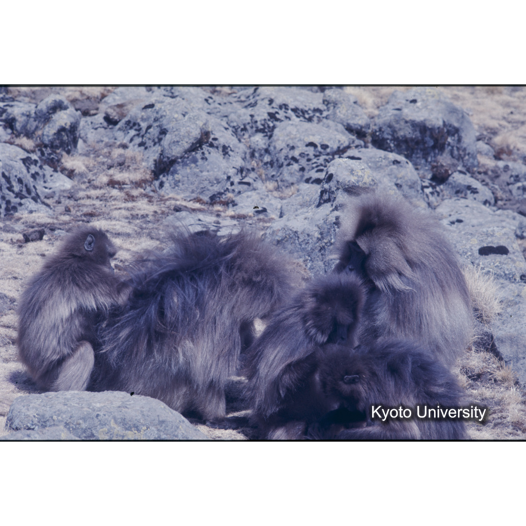 Sm　1973　1291 (1)