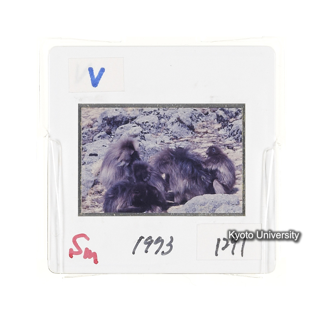 Sm　1973　1291 (2)