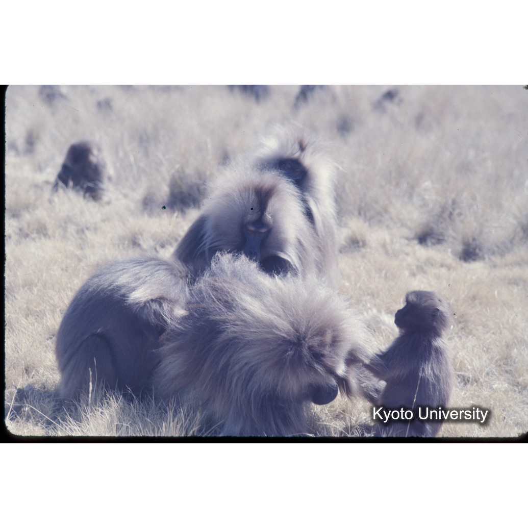 Sm　1973　1295 (1)