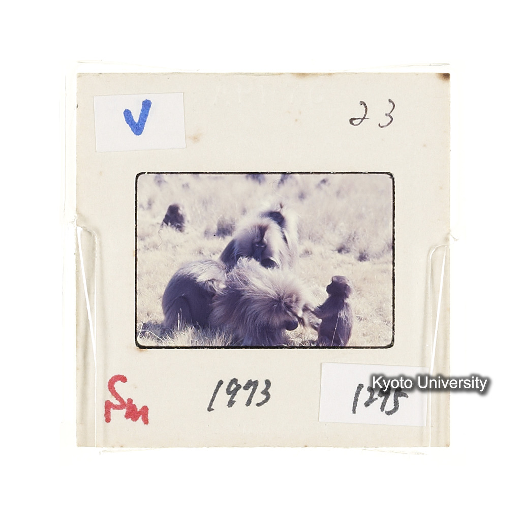 Sm　1973　1295 (2)