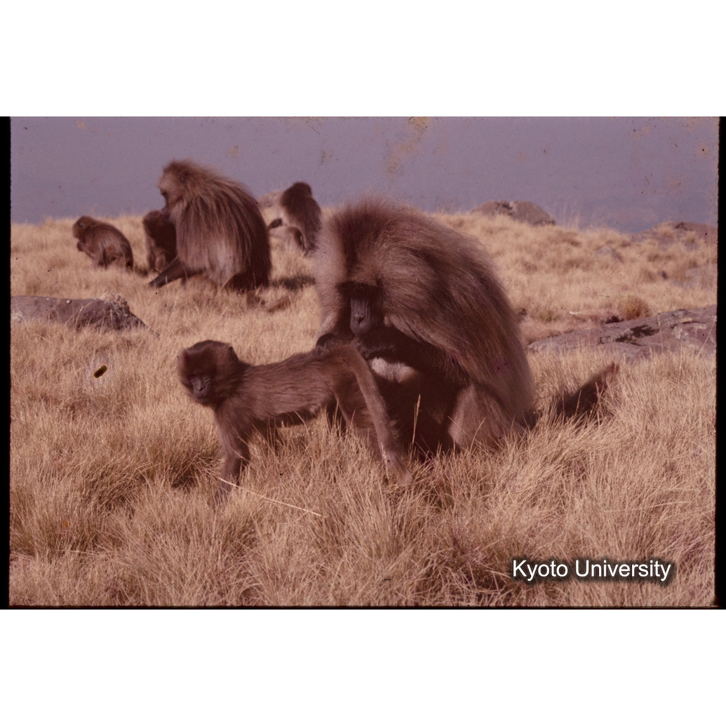 Sm　1973　1348 (1)