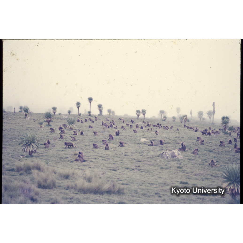 Sm　1973　1350 (1)