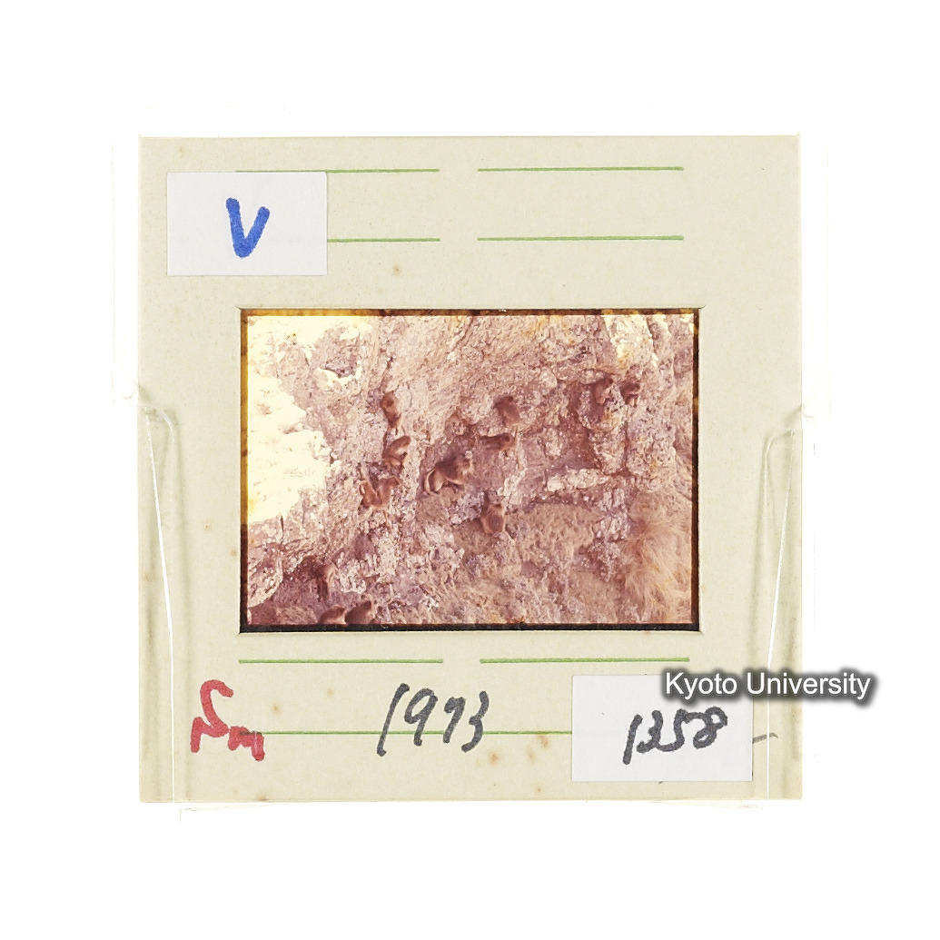 Sm　1973　1358 (2)