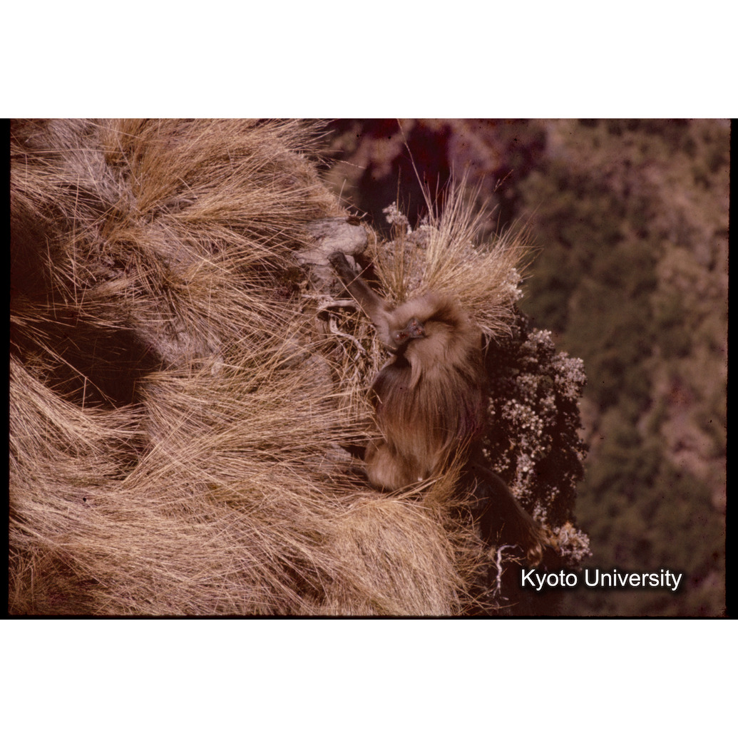 Sm　1973　1359 (1)