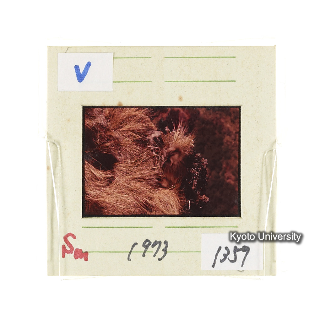 Sm　1973　1359 (2)