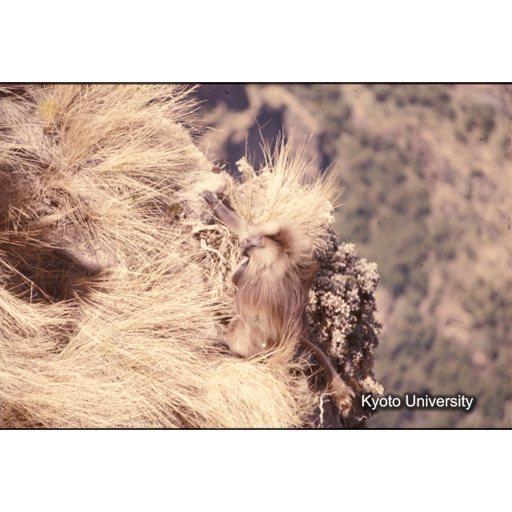 Sm　1973　1425 (1)