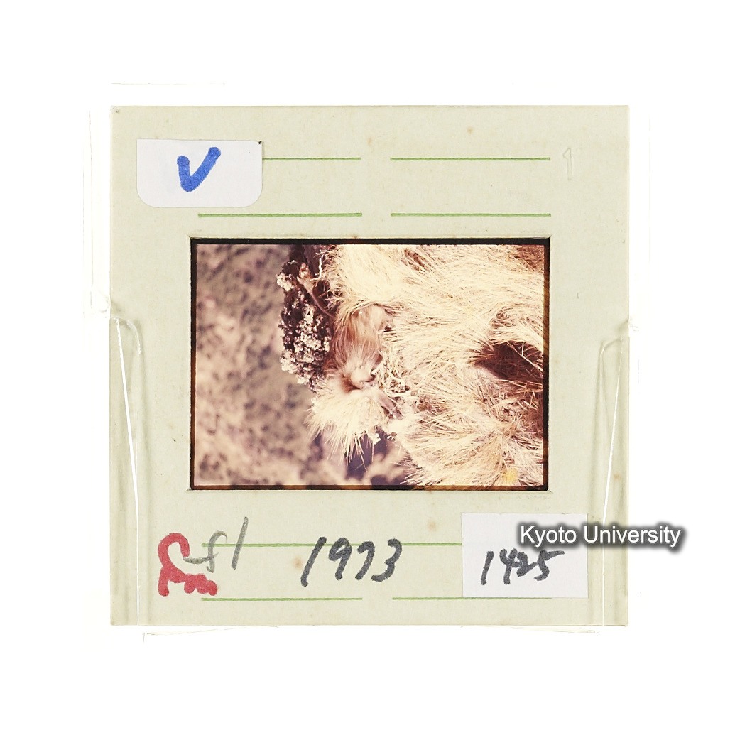 Sm　1973　1425 (2)