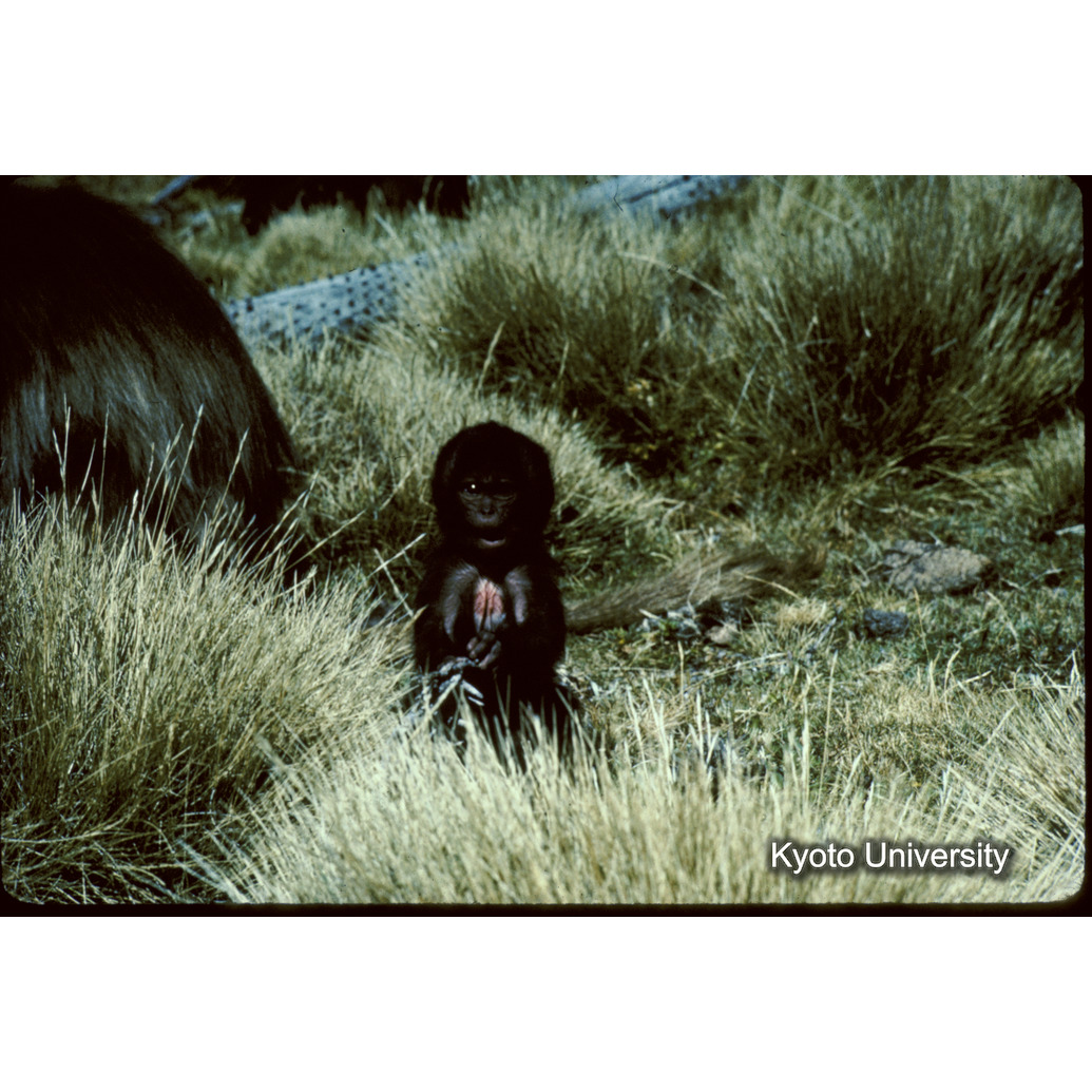 Sm　1973　1467 (1)