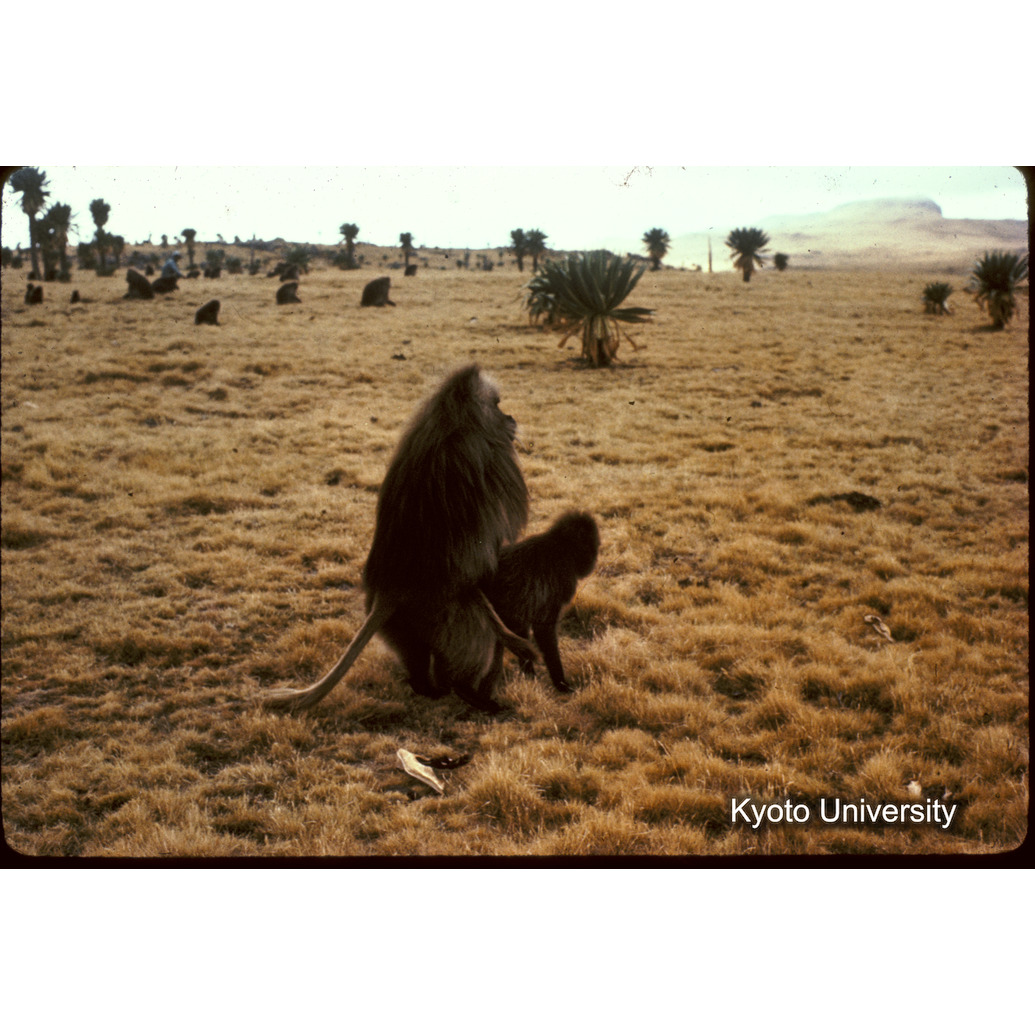 Sm　1973　1510 (1)