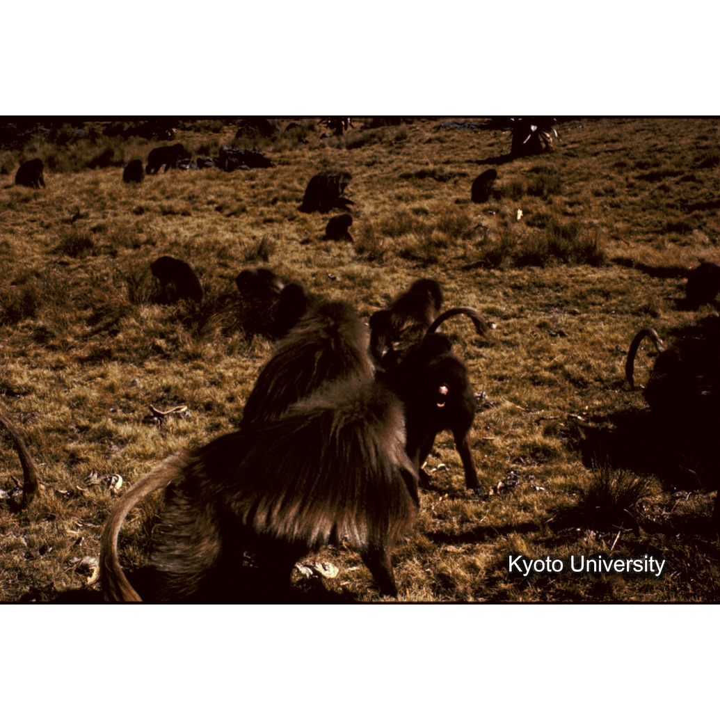 Sm　1973　1516 (1)