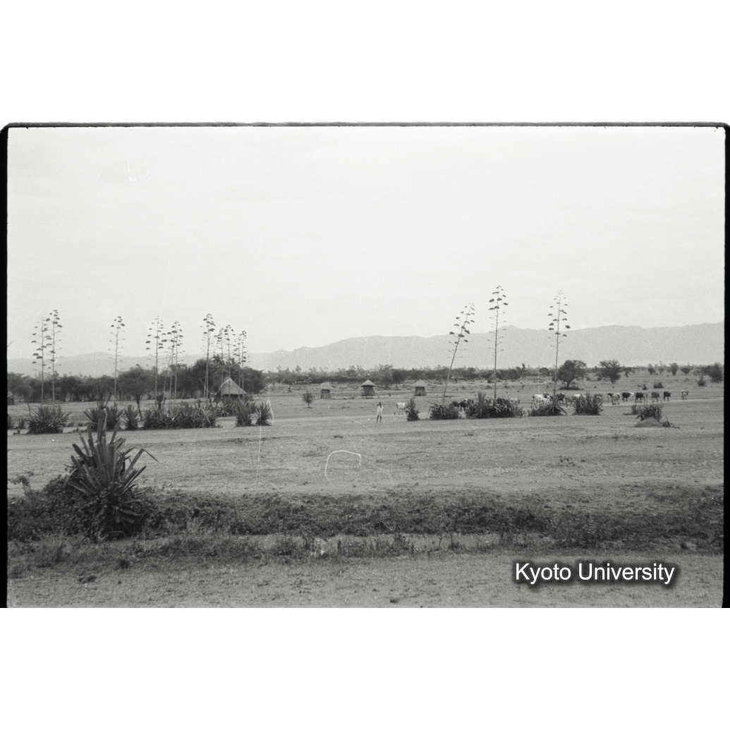 [23コマ目]「サイザル麻の花（１）」 (1)