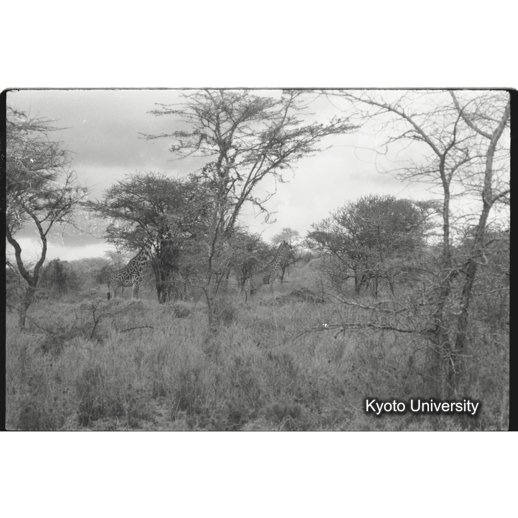 [20コマ目]「マサイキリン（９）」 (1)