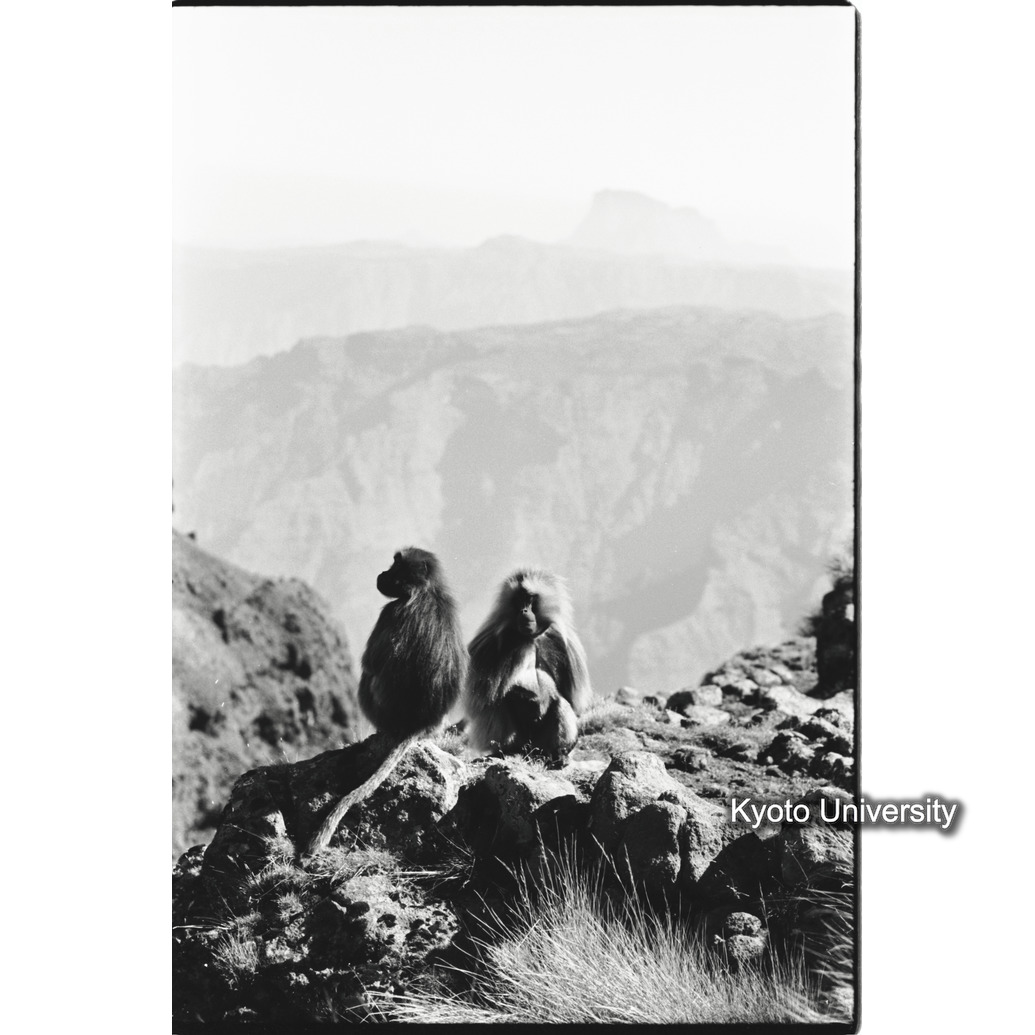 [１４コマ目]「コンソート（配偶）」 (1)