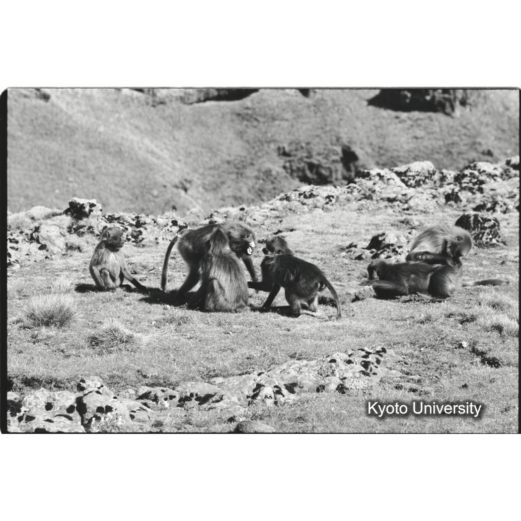 [２４コマ目]「劣位の表情（コドモのあそび（６））」 (1)