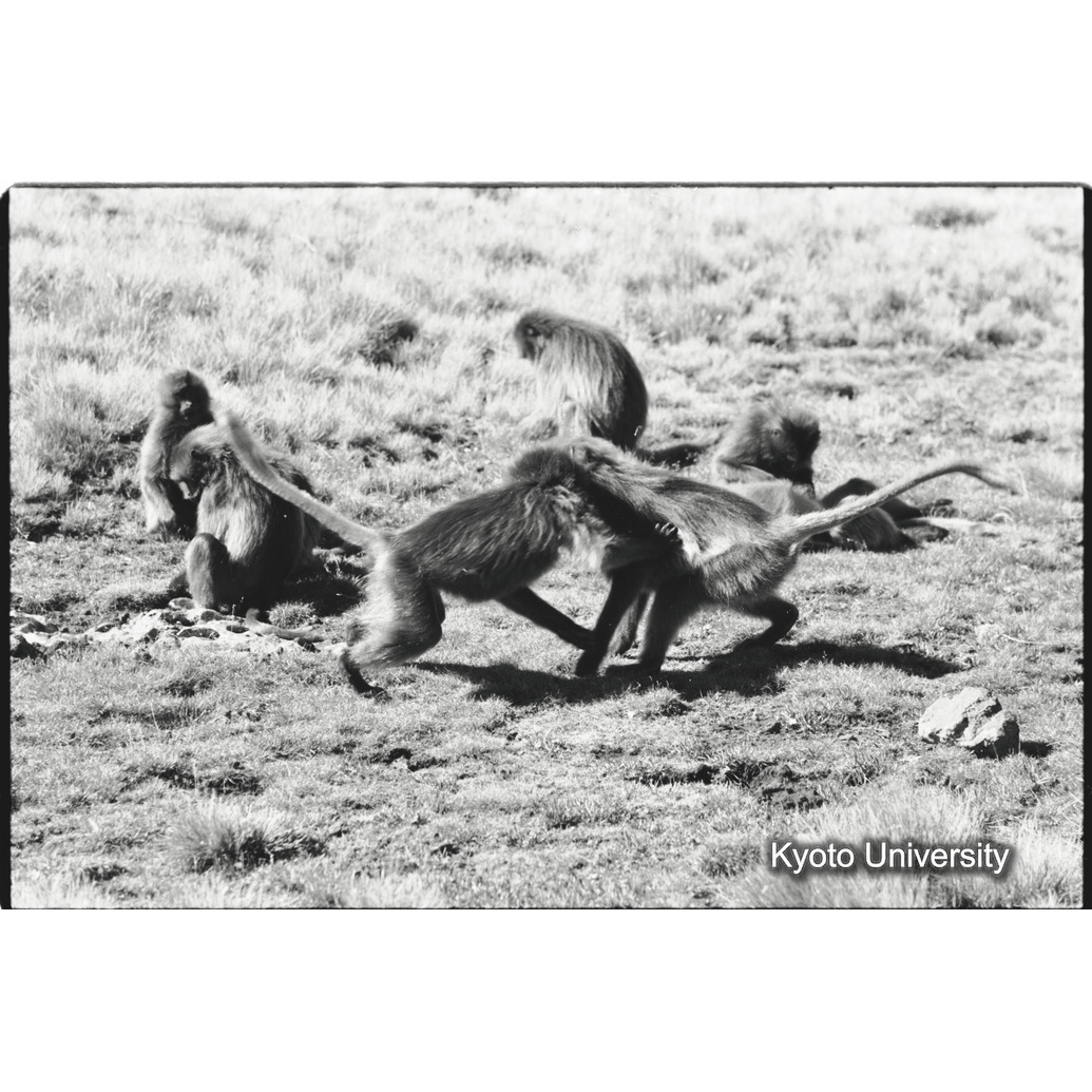 [３７コマ目]「水を飲むコドモグループ（４）」 (1)