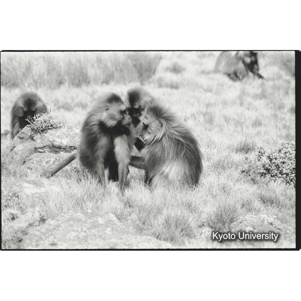 [２６コマ目]「雄グループ」 (1)