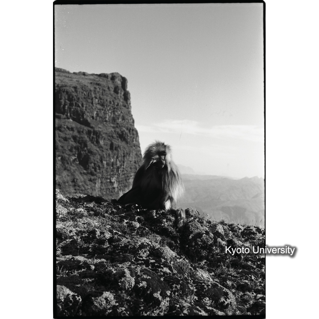 [３３コマ目]「エミエットゴゴの北東面（３）」 (1)