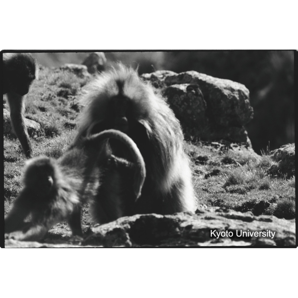 [１７コマ目]「グルーミング（１）」 (1)