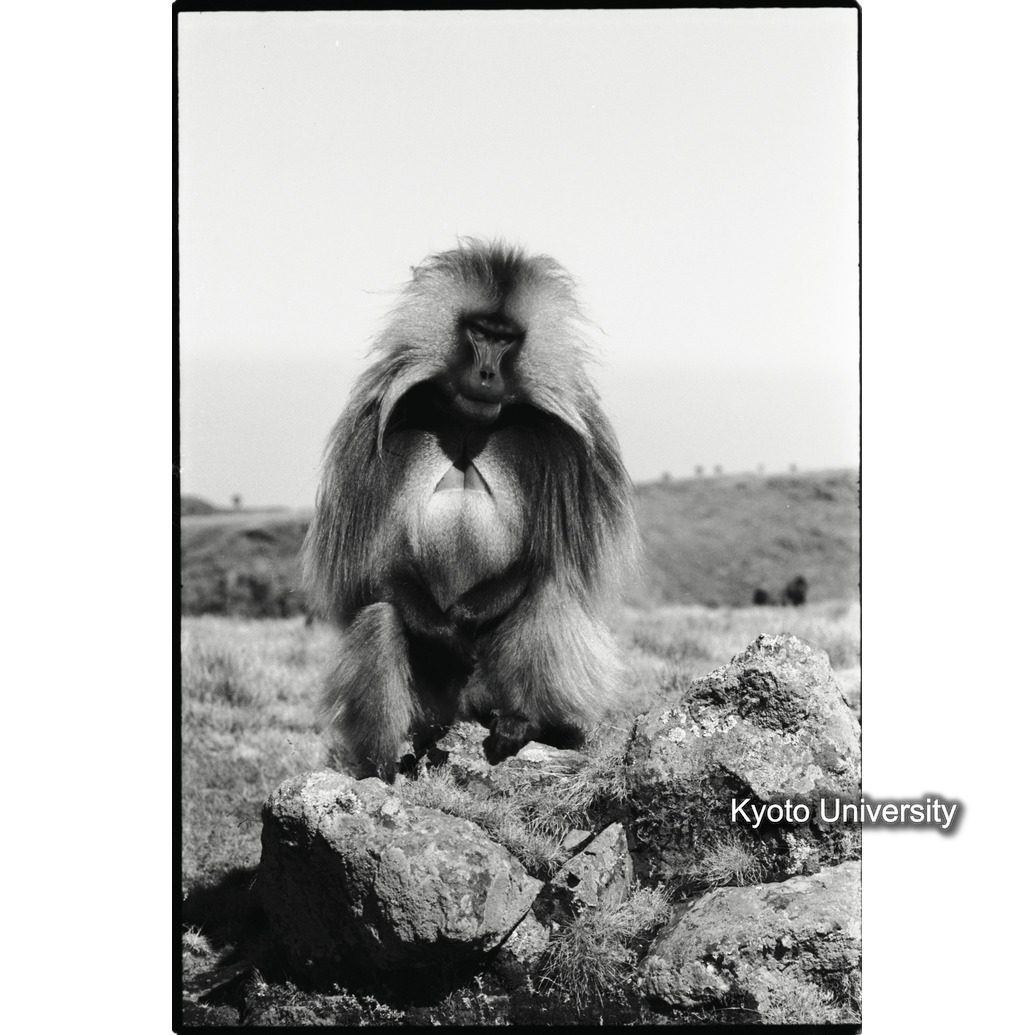 [１コマ目]「アダルト雄のポートレート」 (1)