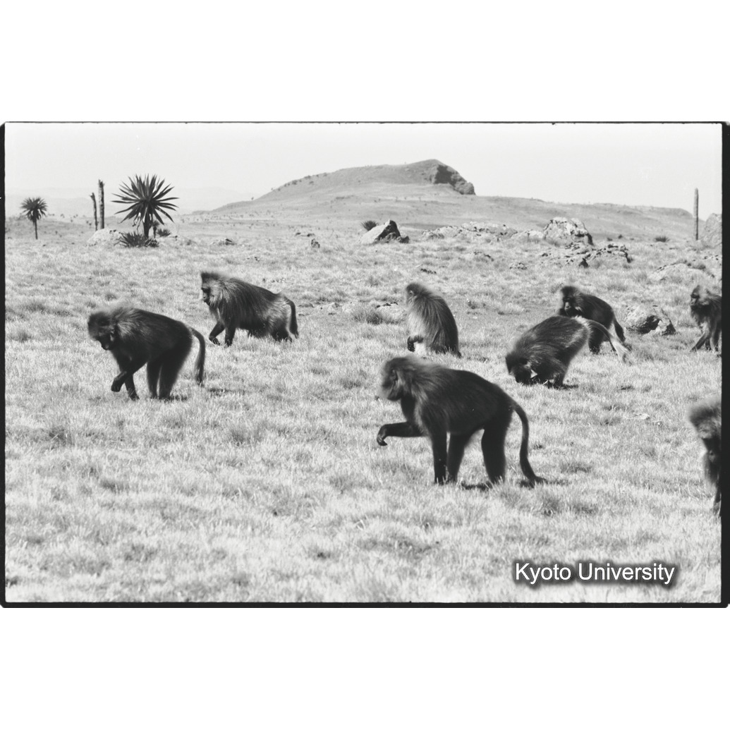 [２０コマ目]「ユニットの採食風景」 (1)