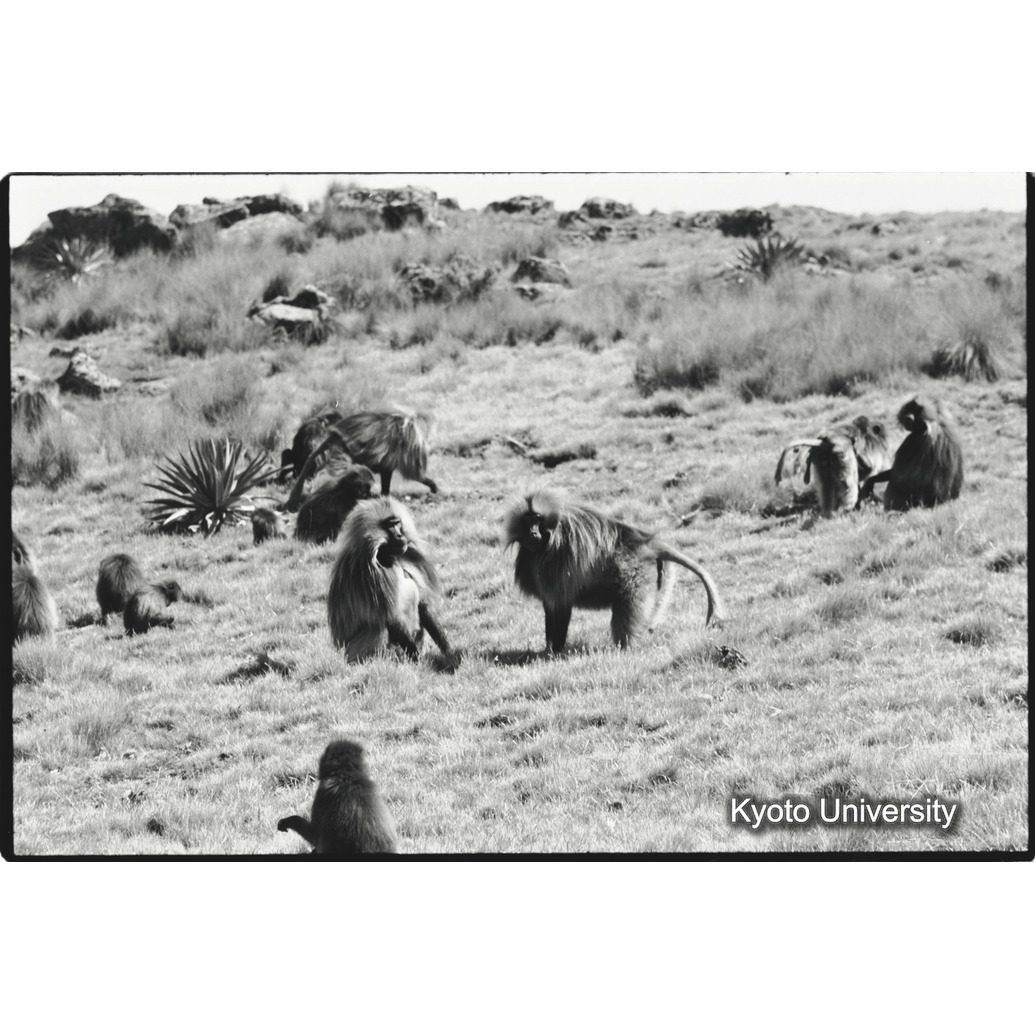 [３１コマ目]「リーダー雄とセカンド雄（２）」 (1)